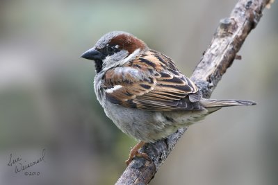 Sparrow