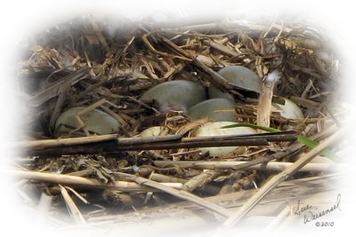 Seven Little Swans-To-Be