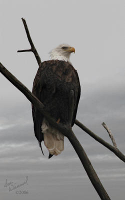 Bald Eagle