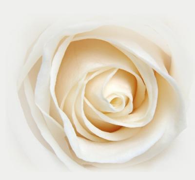 A Rose...Pure And Simple