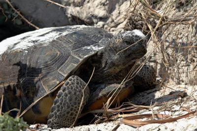 Gopher Tortoise