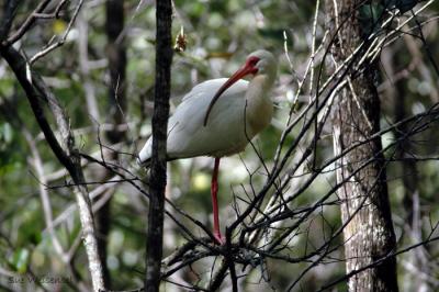 White Ibis