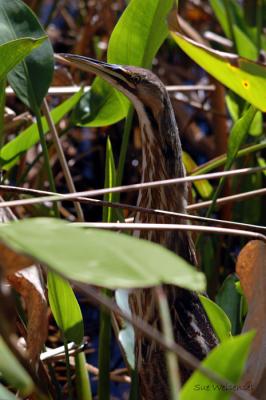 American Bittern