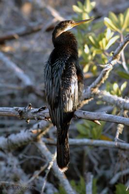 Anhinga