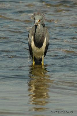 Tri-Colored Heron
