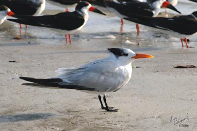 Royal Tern