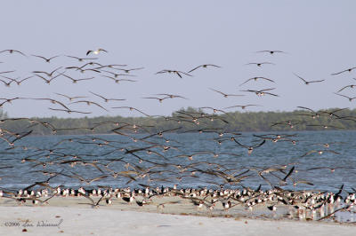 Black Skimmers