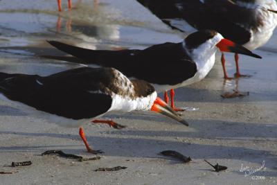 Black Skimmers