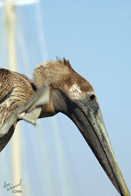 A Pelican With A Powerful Itch