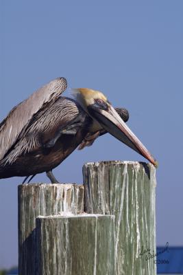 Brown Pelican
