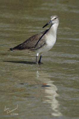 Willet