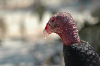 Turkey Vulture