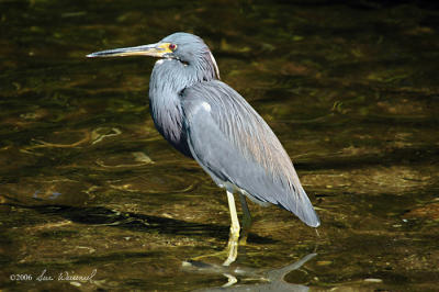 Tri-Colored Heron