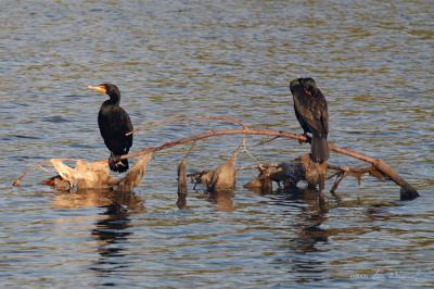 Double-Crested Cormorant