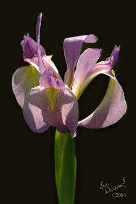 Wild Iris