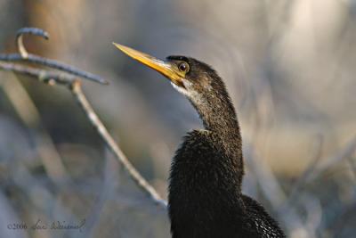 Anhinga