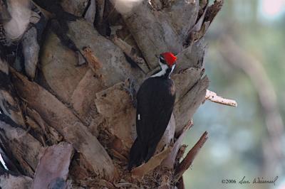 Pileated Woodpecker