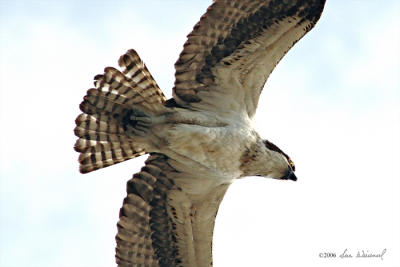Osprey Overhead