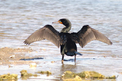 Cormorant