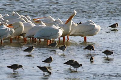 White Pelicans