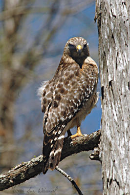 Red-Shouldered Hawk