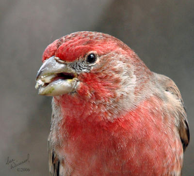 House Finch