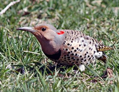 Common Flicker