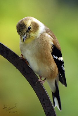 Goldfinch