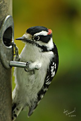 Downy Woodpecker, Male