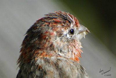 House Finch