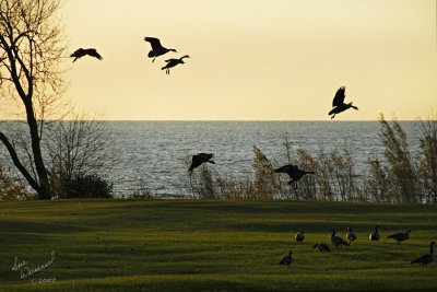 Early Morning Landing