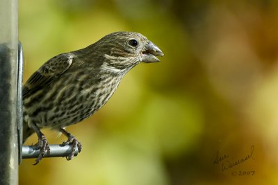 Female House Finch