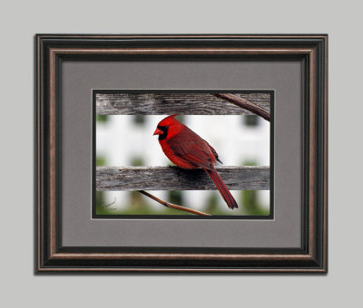 Cardinal Framed 11x14.jpg