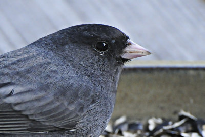 Junco