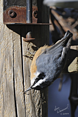 Red-breasted Nuthatch