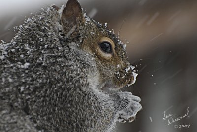 Braving The Storm