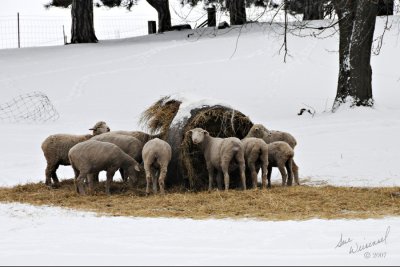 In The Huddle