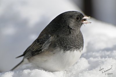 Junco