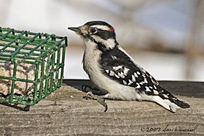 Downy Woodpecker, Juvenile Male
