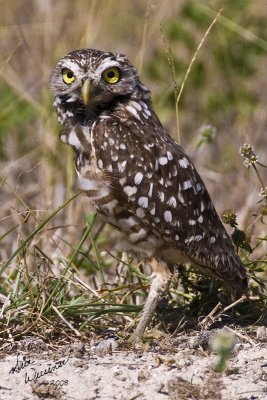 Burrowing Owl