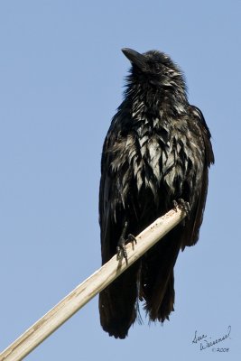 Fish Crow