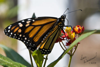 Monarch On Milkweed