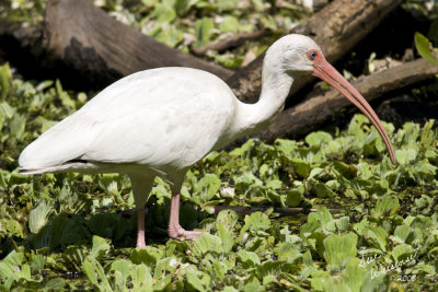 White Ibis