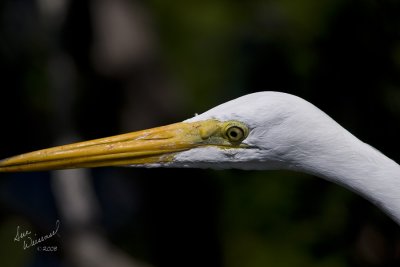 Great Egret