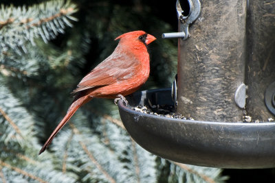 Cardinal