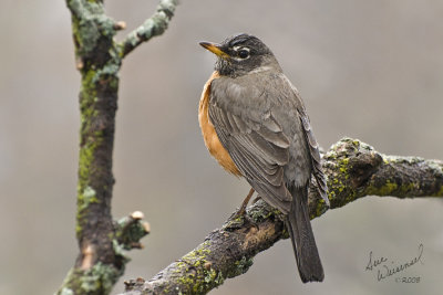 Rainy Day Robin
