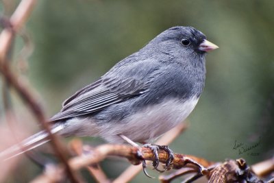 Junco