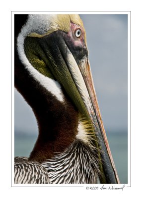 Brown Pelican