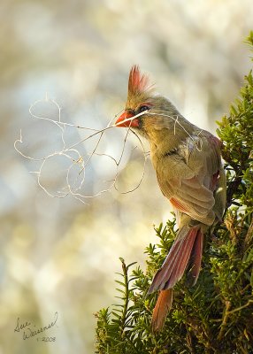 Female Cardinal