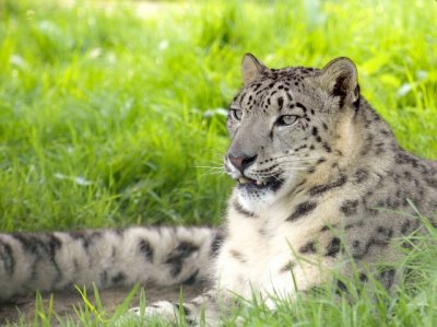 Snow Leopard 053 copy 2.jpg